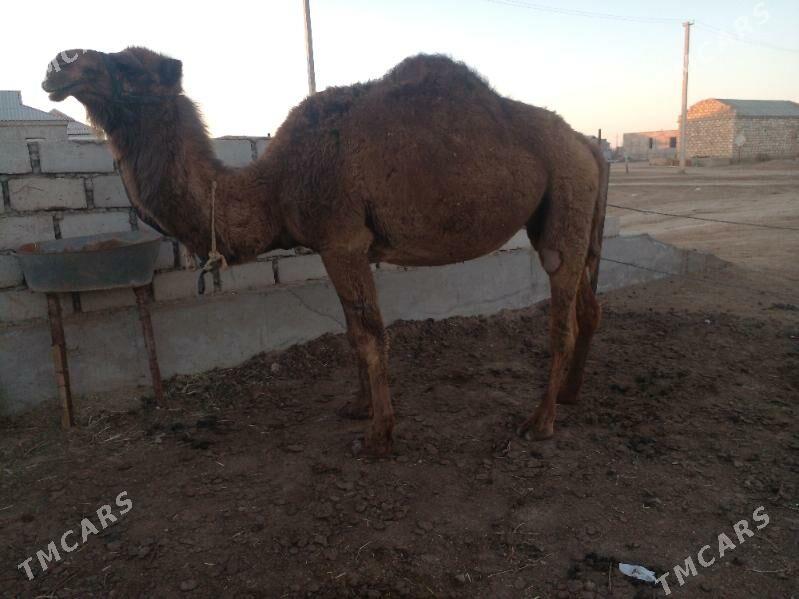 düýe - Эсенгулы - img 1