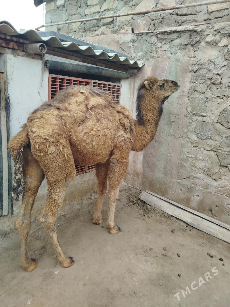 Torum - Gumdag - img 1