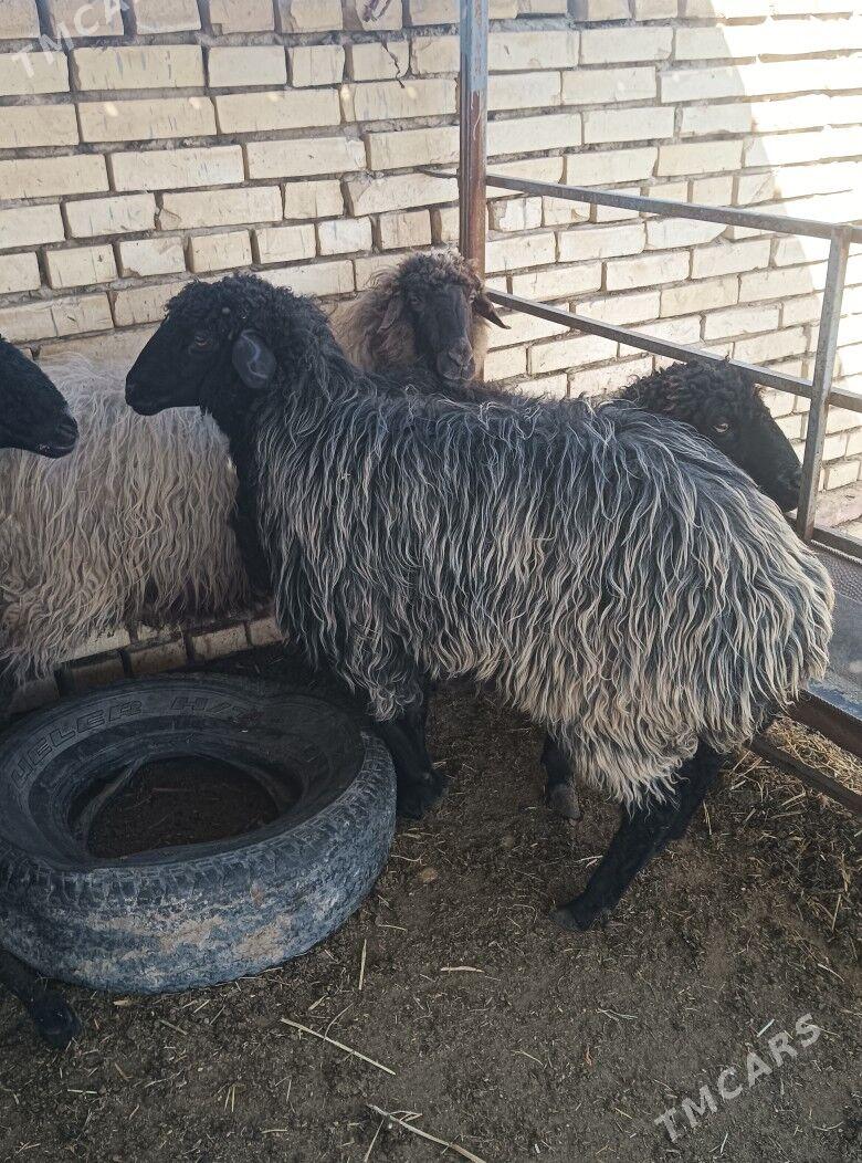 goyun - Mary - img 1