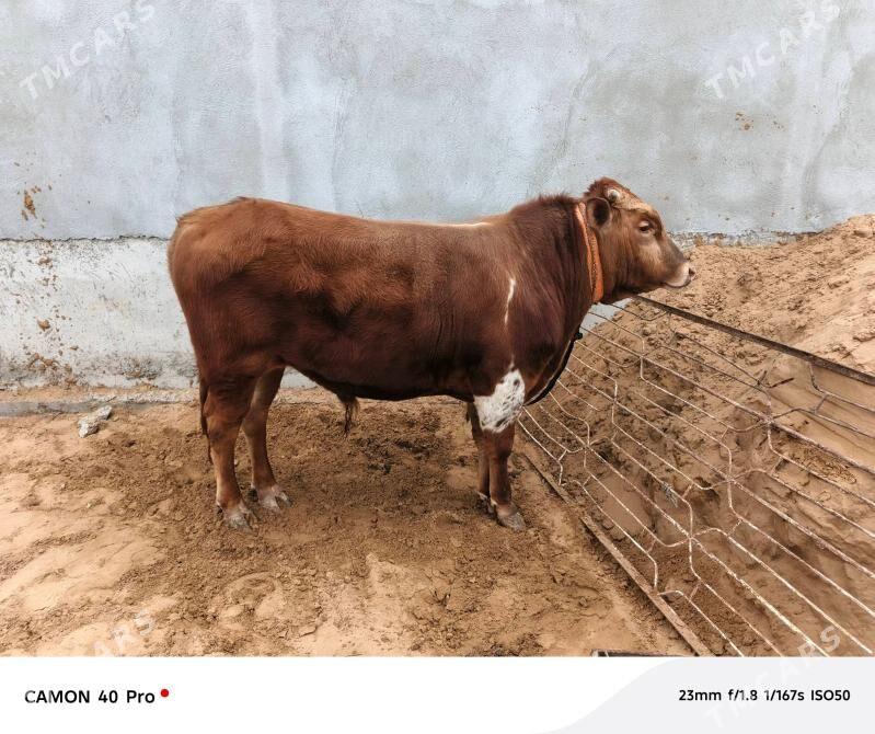 Gibrit öküz - Aşgabat - img 1