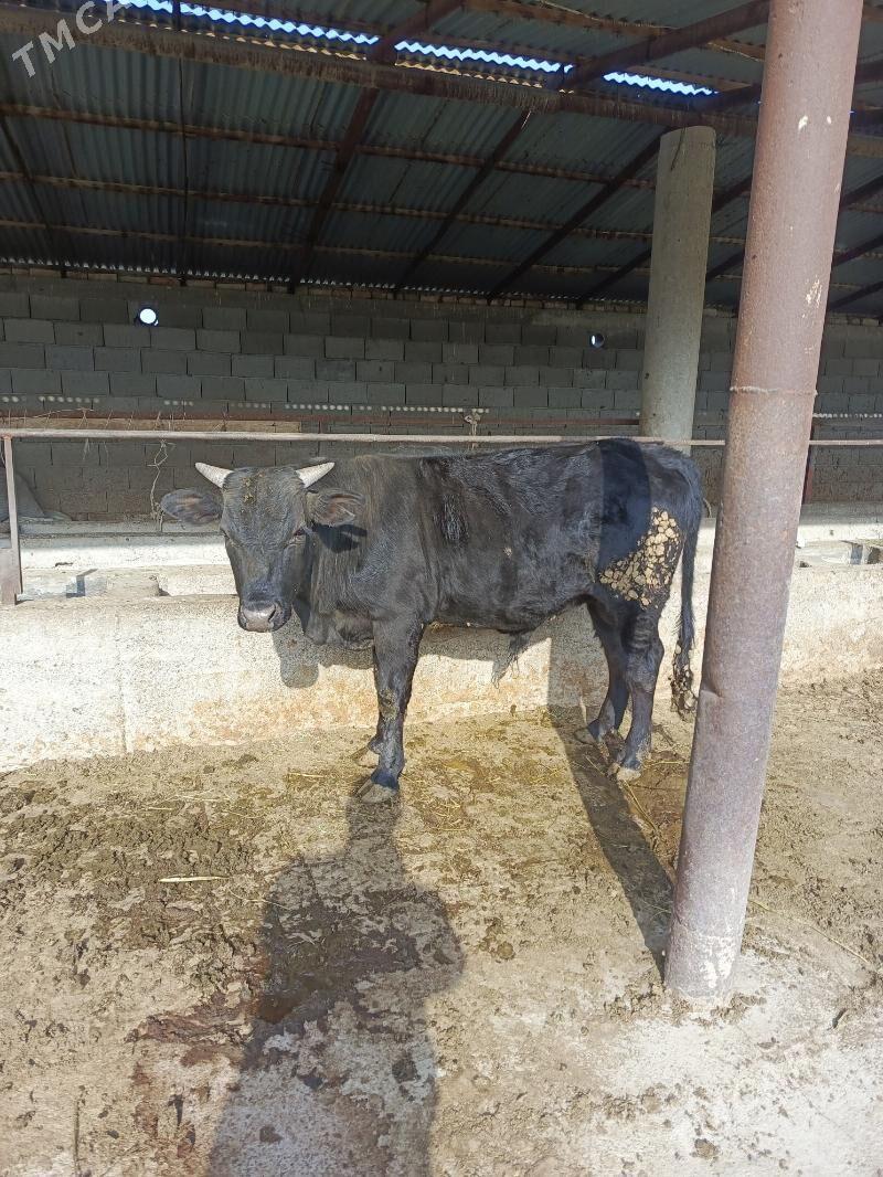 okuz - Bäherden - img 1