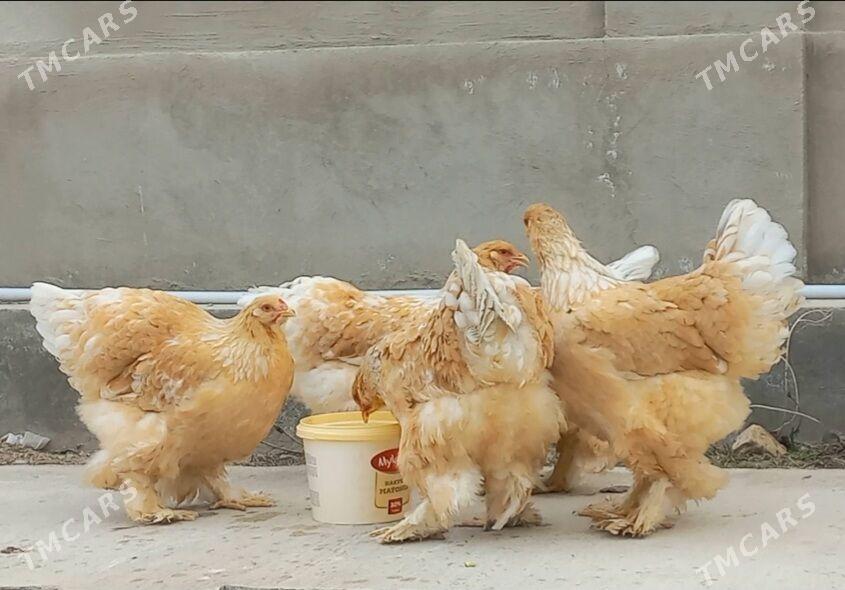 BRAMA LIMON - Балканабат - img 1