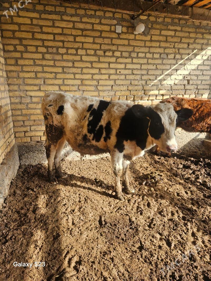 окузче - Чарджоу - img 1