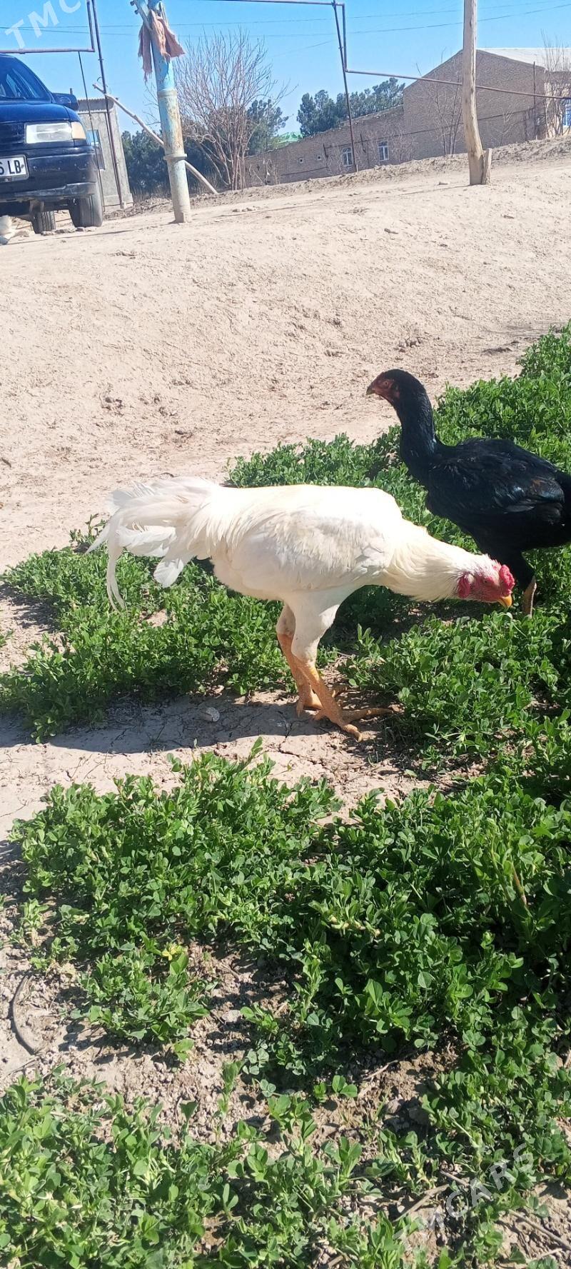 Ak horaz juje - Сакар - img 1