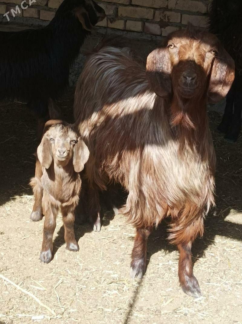 Owlakly Geci cebis - Дянев - img 1