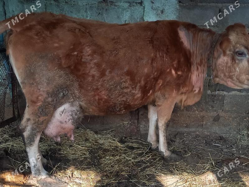 ARGYNAL ṢWES SYGYR - Ашхабад - img 1