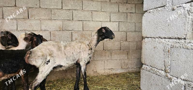 Goyun - Ашхабад - img 1