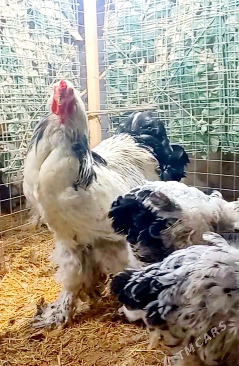 Brama Ak cil - Balkanabat - img 1