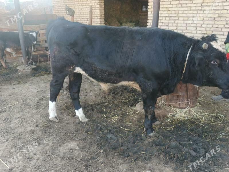 ALA ÖKÜZ BAKYLGY - Гёкдепе - img 1