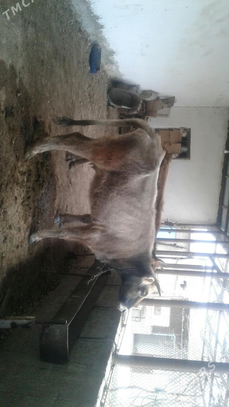 goleli sygyr - Gyzylarbat - img 1