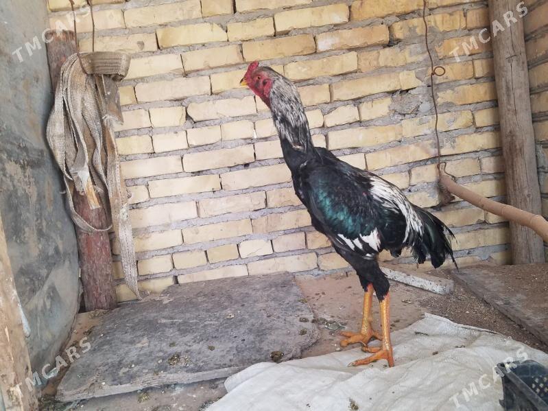 хораз жуже - Чарджоу - img 1