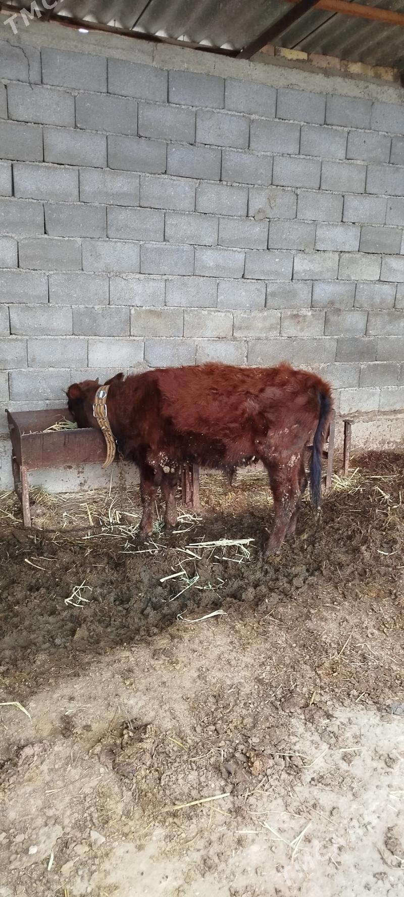 öküz - Gökdepe - img 1