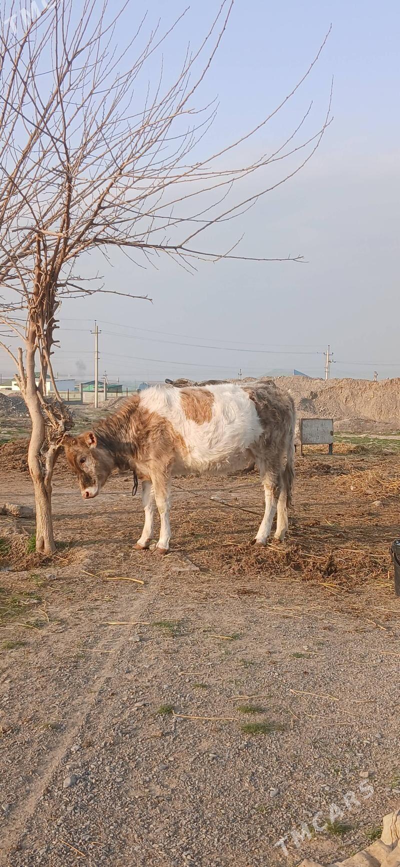 tüwe - Gökdepe - img 1