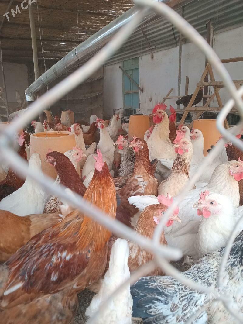 brawun nik - Мары - img 1