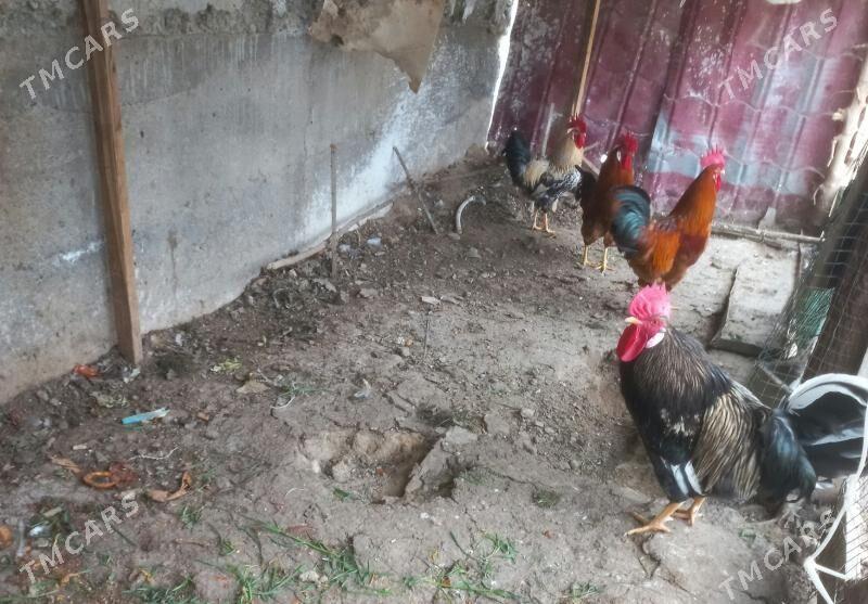 Horaz - Ашхабад - img 1