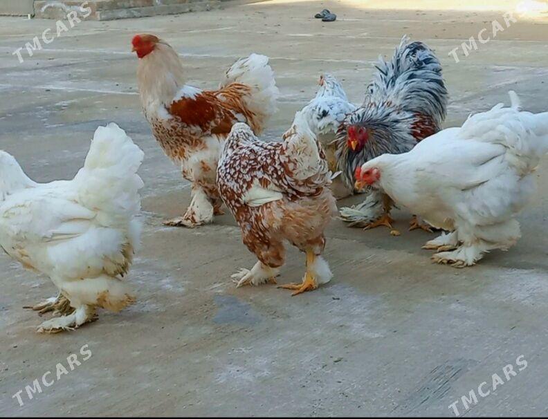 Brama - Балканабат - img 1