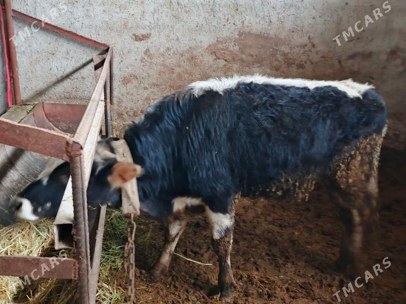 Öküz - Бахарден - img 1