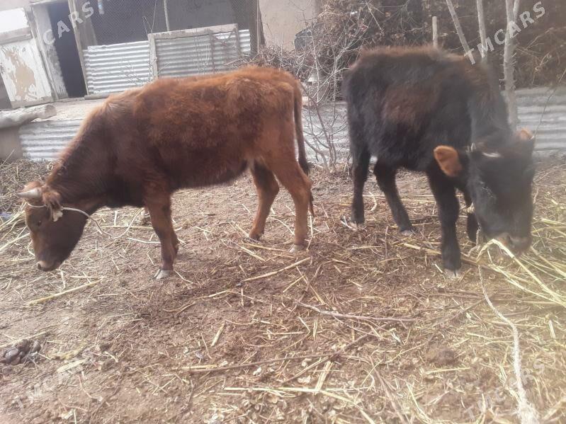 Gaçar - Губадаг - img 1