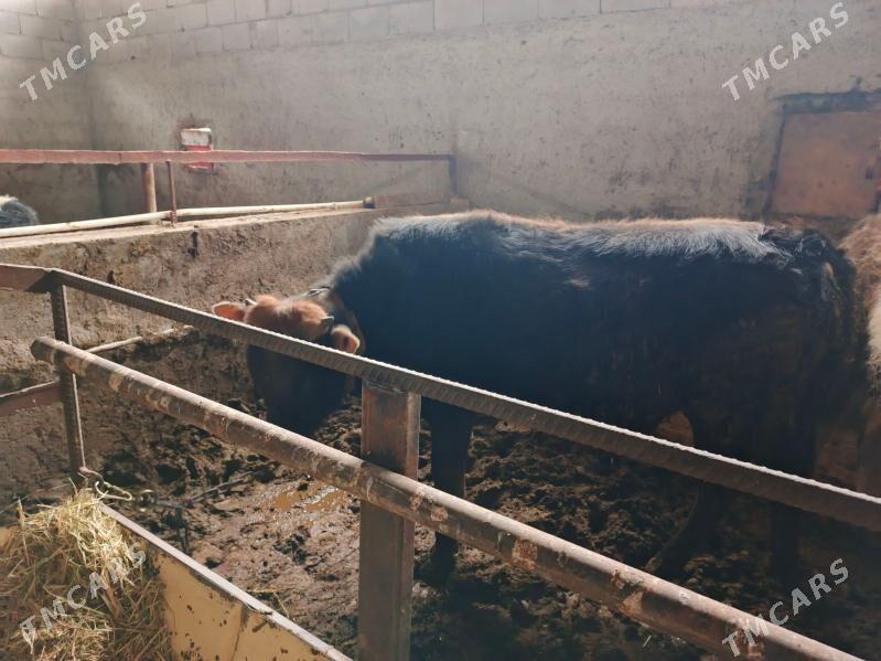 Öküz - Bäherden - img 1