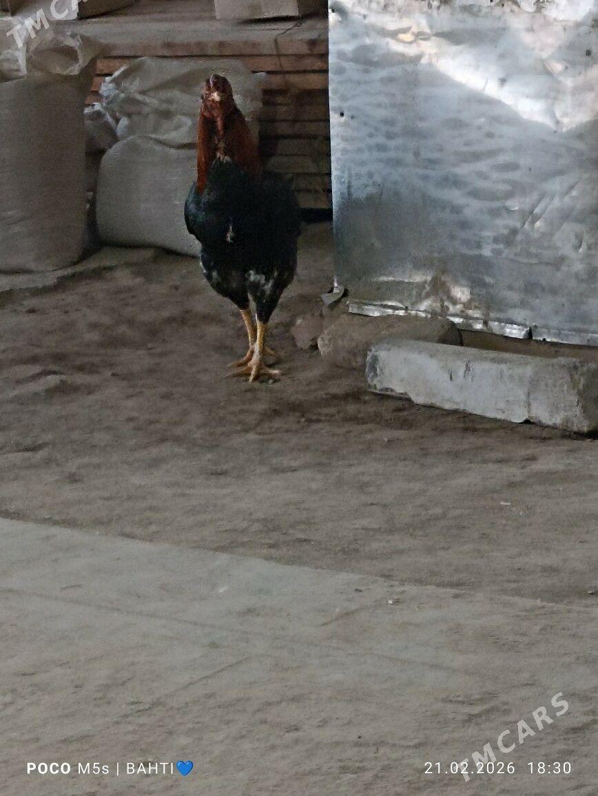 baysow horaz - Сакар - img 1