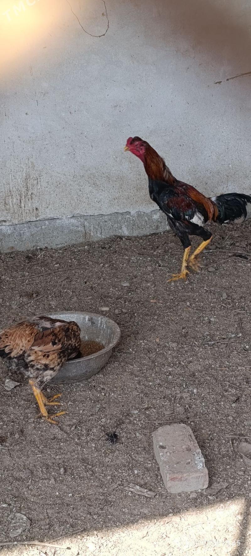 horaz - Saýat - img 1