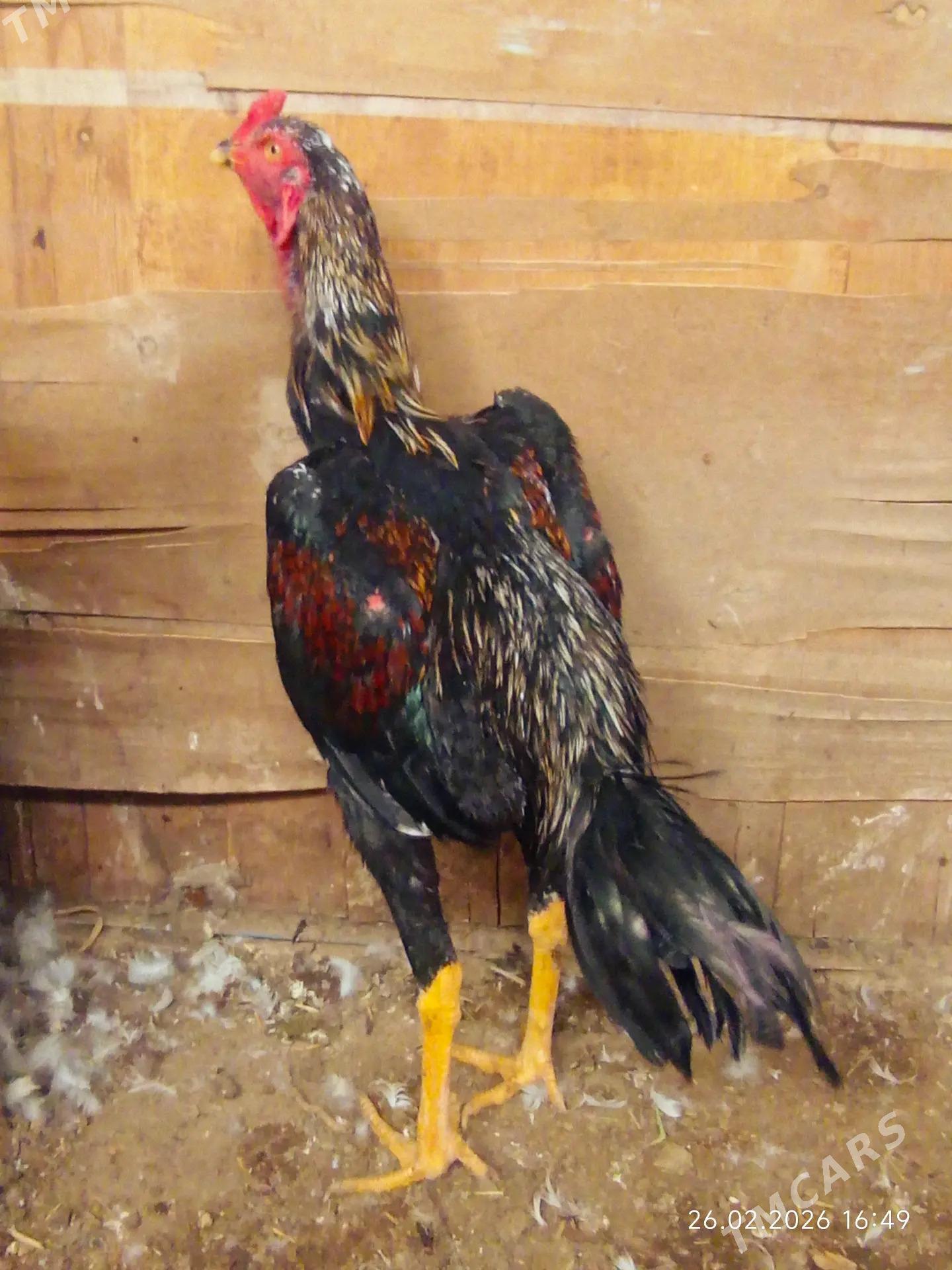 Taşkent jüje - Мургап - img 1