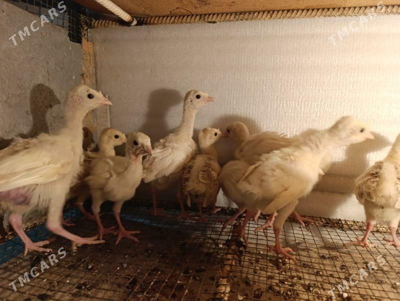 1 aýlyk induk jüýje - Гёкдепе - img 1