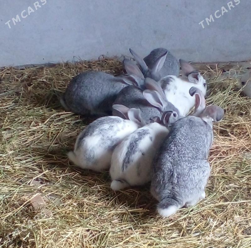 Товшан. - Türkmenabat - img 1