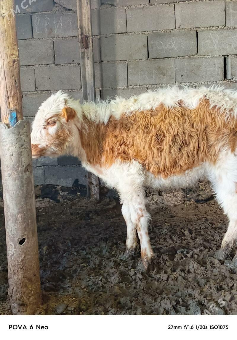 tuwe - Herrikgala - img 1