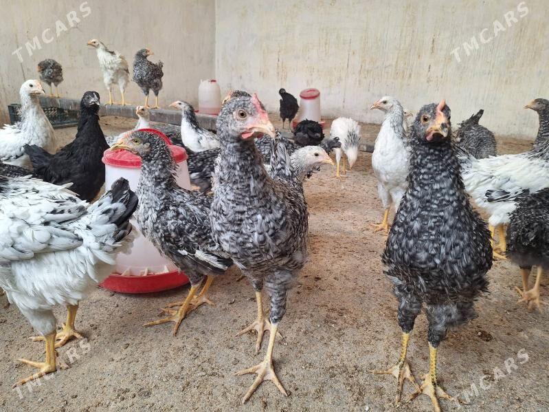 Juje - Ашхабад - img 1