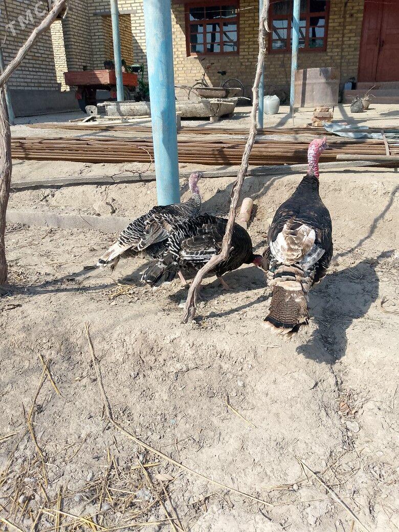 induk - Sakar - img 1