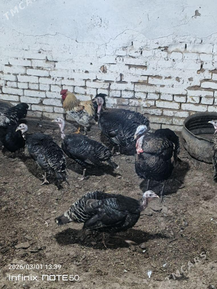 indug ymrtgas - Дашогуз - img 1