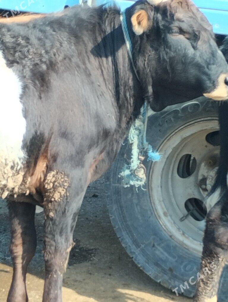 Okuz - Туркменабат - img 1