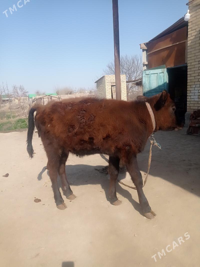 unajin - Farap - img 1