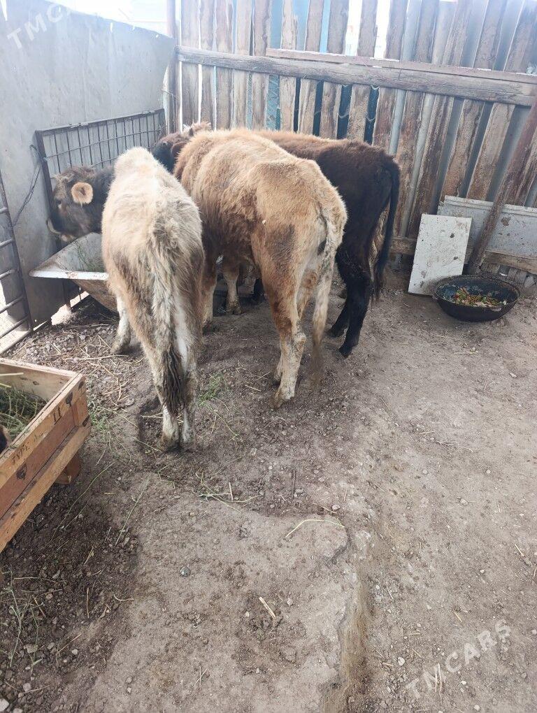 okizle - Balkanabat - img 1