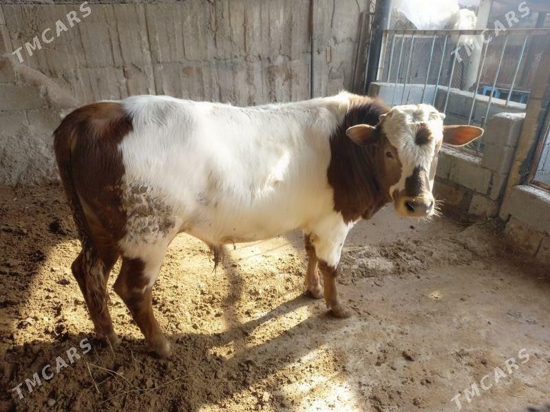 Okuz - Aşgabat - img 1