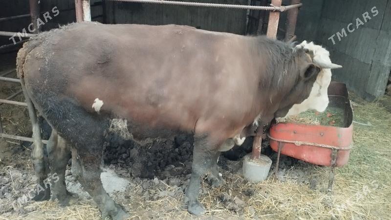 öküz - Büzmeýin - img 1