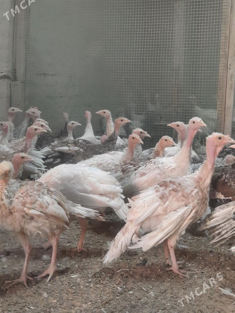 induk juyjeler - Мары - img 1