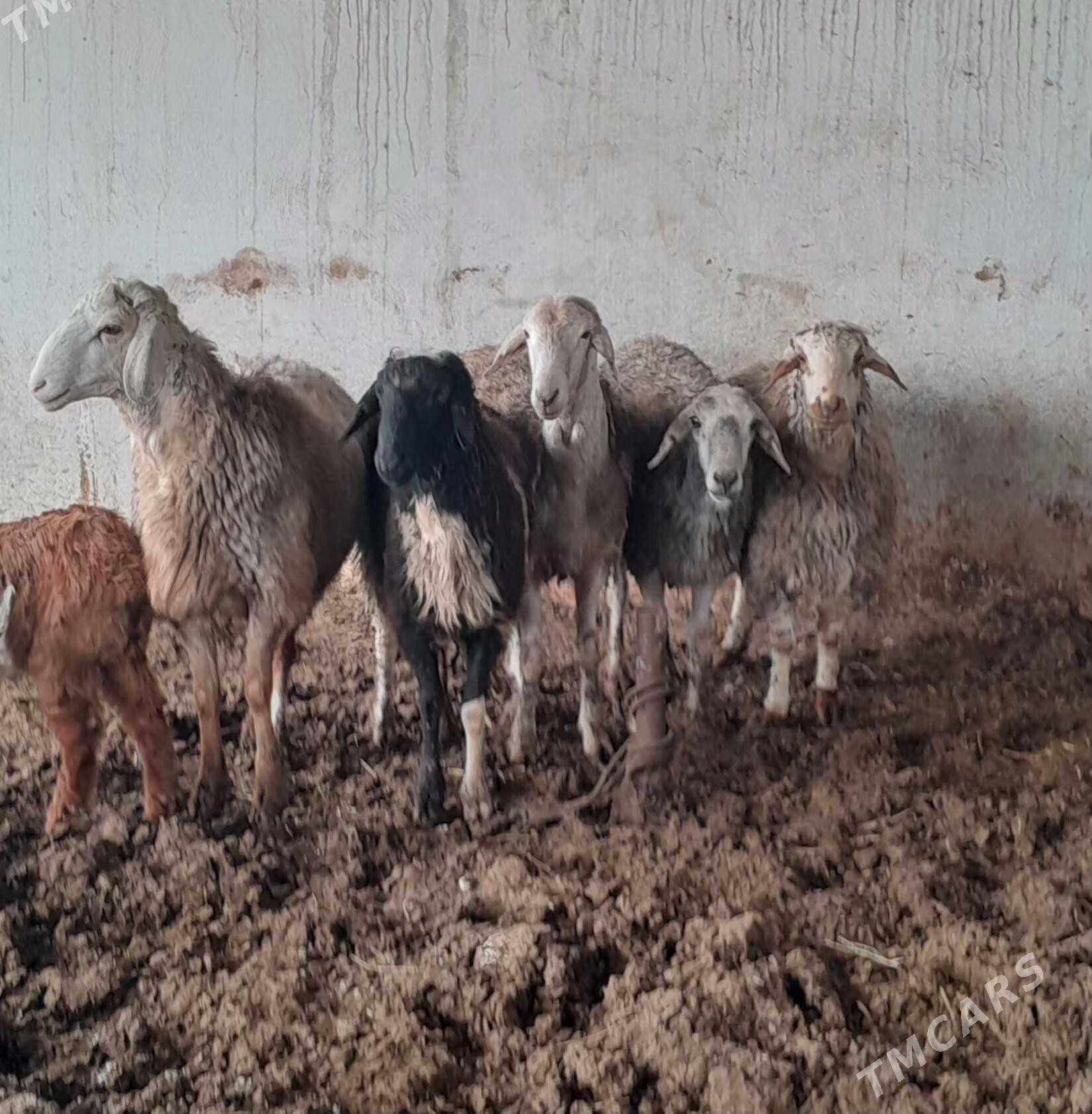 5 SANY KISAR GOÇLAR - Gökdepe - img 1