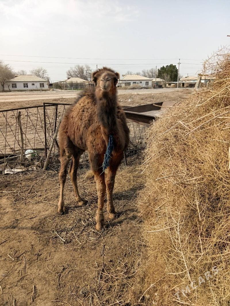 Torym - Бабадайхан - img 1
