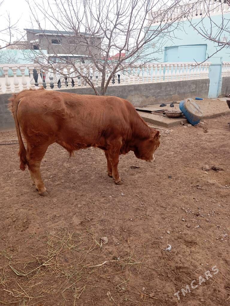 okuz - Balkanabat - img 1