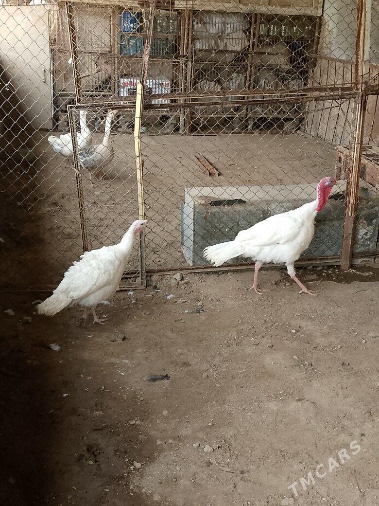 INDUK - Tejen - img 1