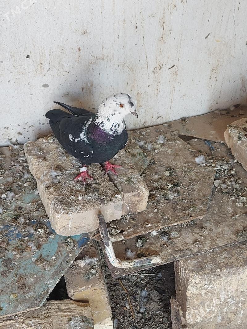 kepderi - Фарап - img 1