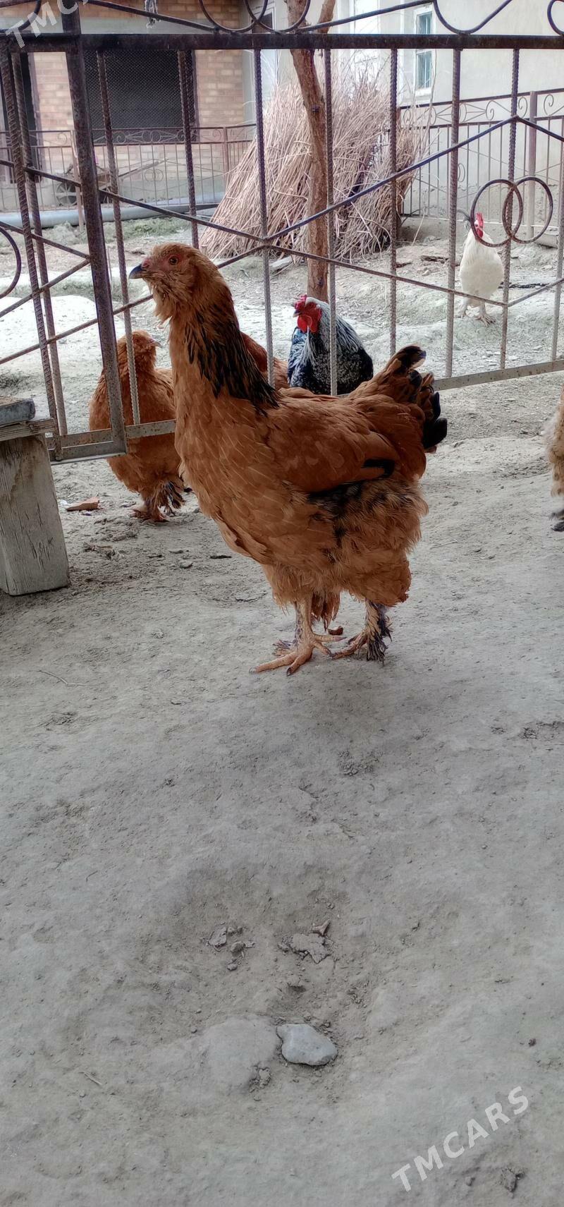 bolgar brama towuklar - Бахарден - img 1