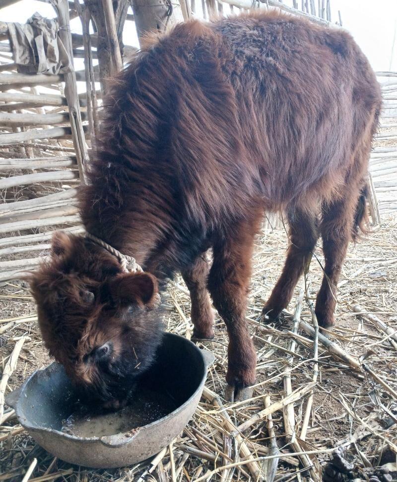 Okuzler satilyar - Gubadag - img 1