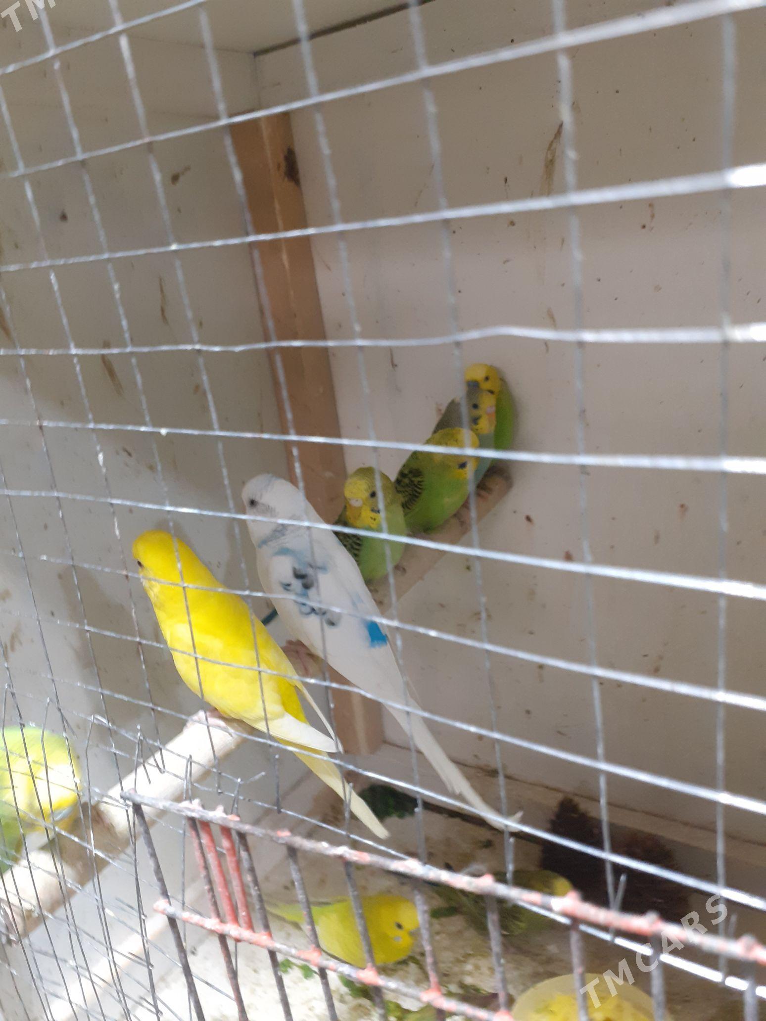 pabugay guş walnisni - Aşgabat - img 1