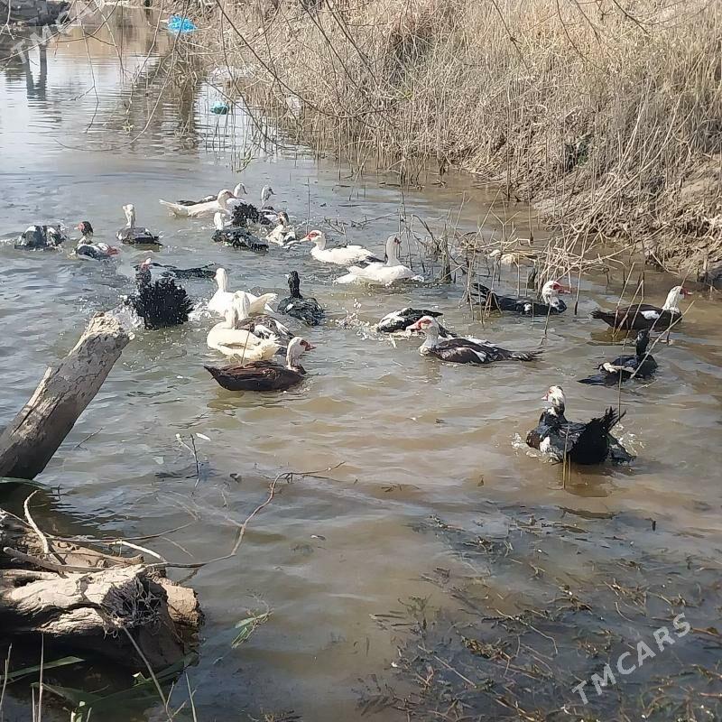 INDAWUTGA ORDEK - Мургап - img 1