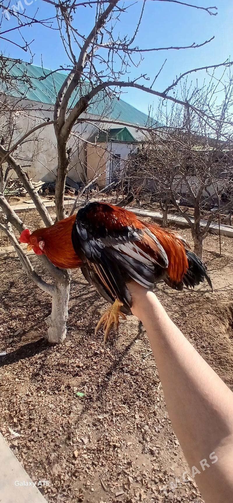 Horaz - Balkanabat - img 1