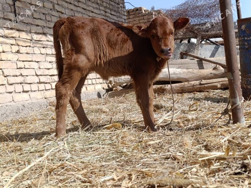 saglyk sygyr - Чарджоу - img 1