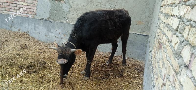 tüwe - Bäherden - img 1